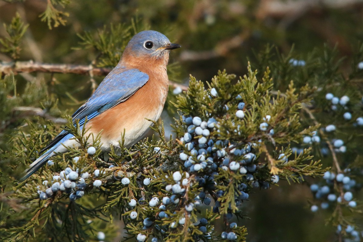 Eastern Bluebird - ML399879641