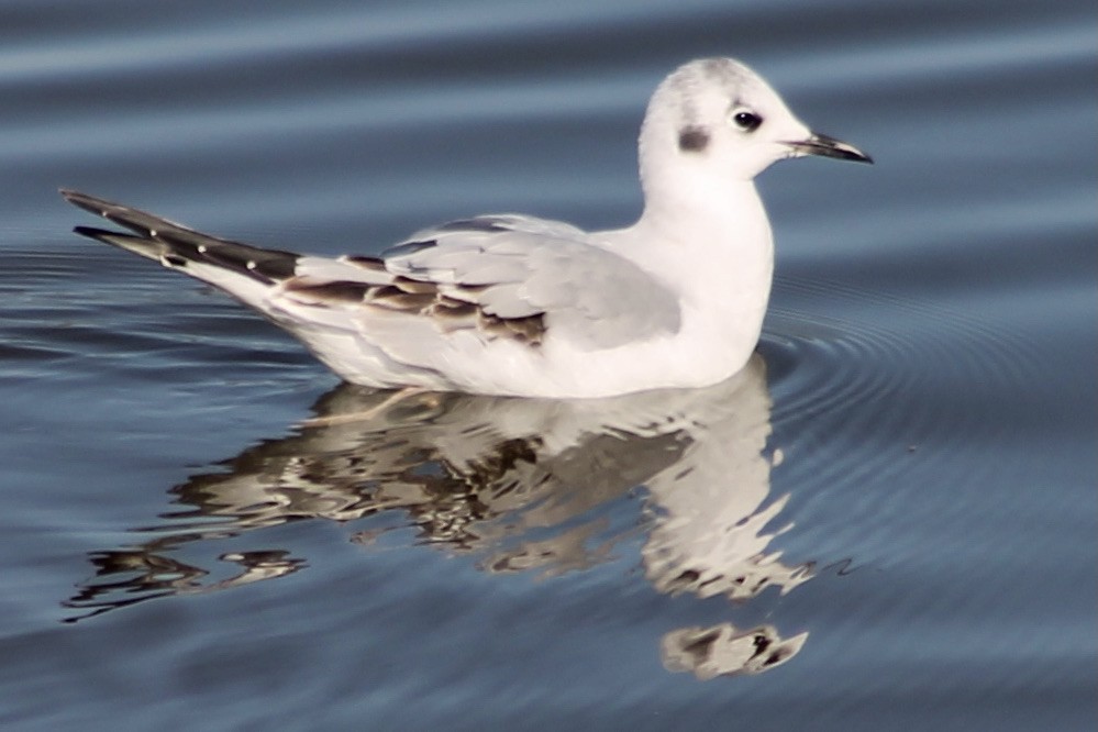 Bonaparte's Gull - ML399882681