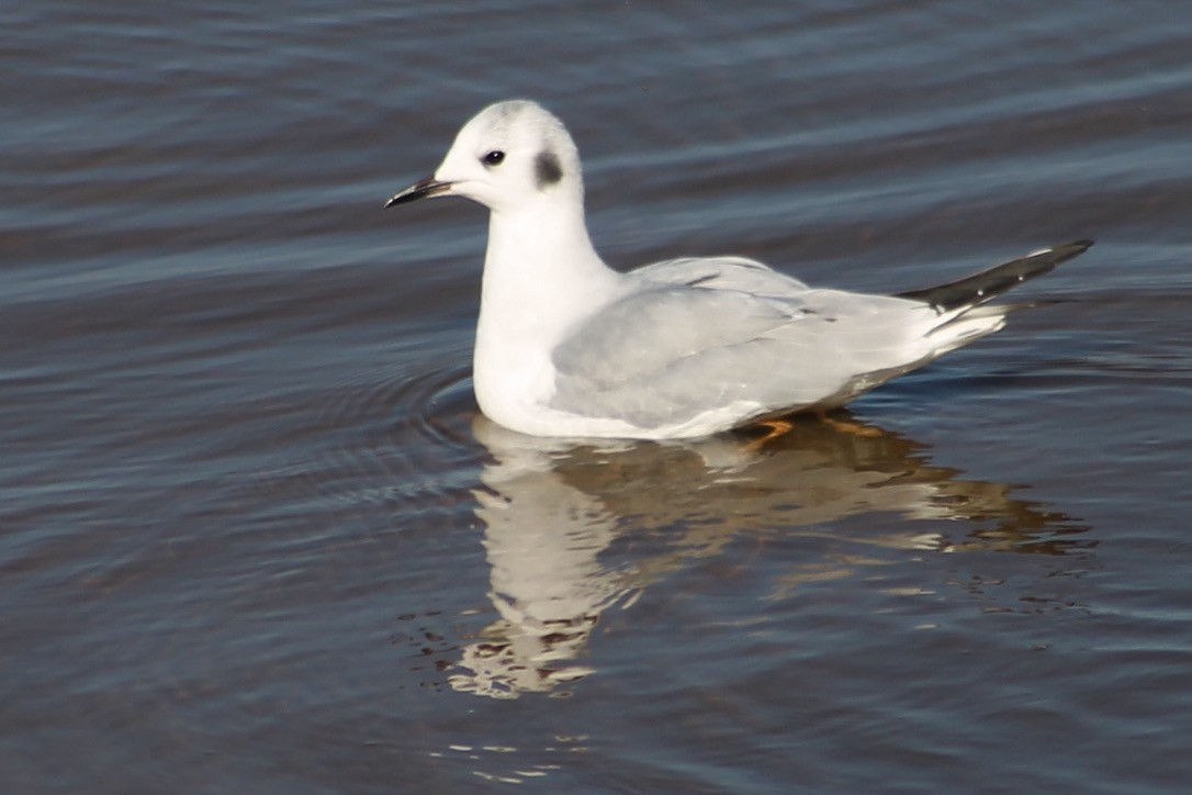 Bonaparte's Gull - ML399882691