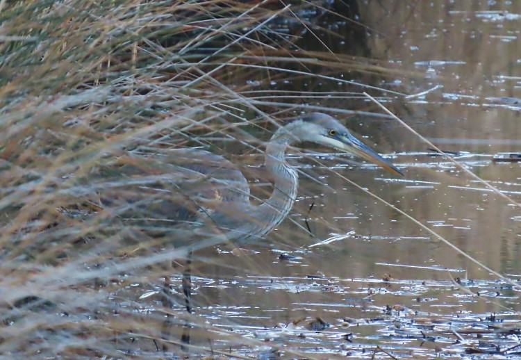 Great Blue Heron - ML399883161