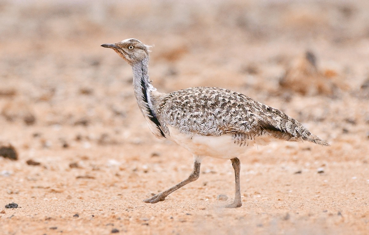 Avutarda Hubara Africana (Islas Canarias) - ML399883171