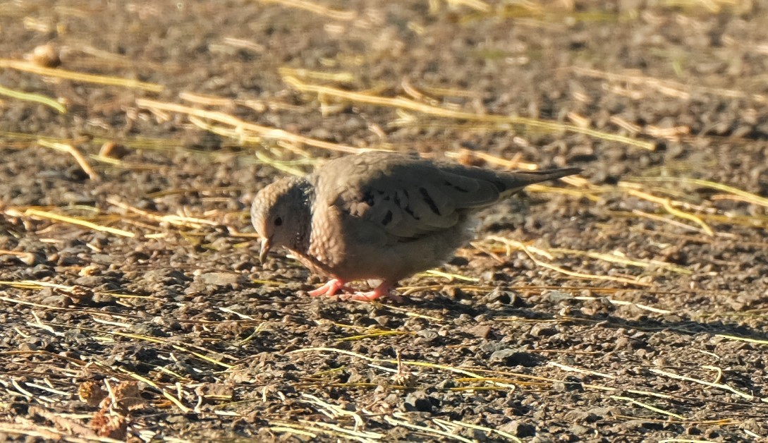 Common Ground Dove - Andrea Webb