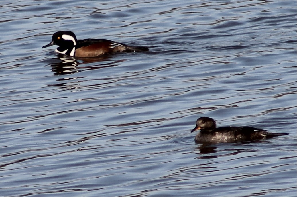 Hooded Merganser - ML399883651