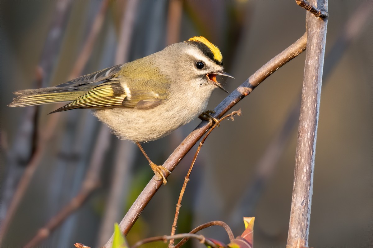 Golden-crowned Kinglet - ML399884281