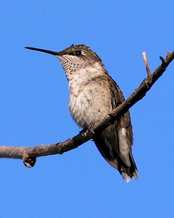 Ruby-throated Hummingbird - Mary McGreal