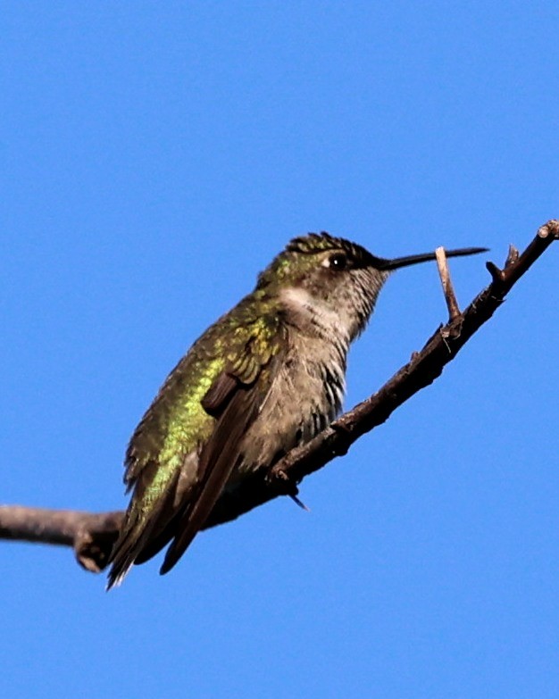 Ruby-throated Hummingbird - ML399885441