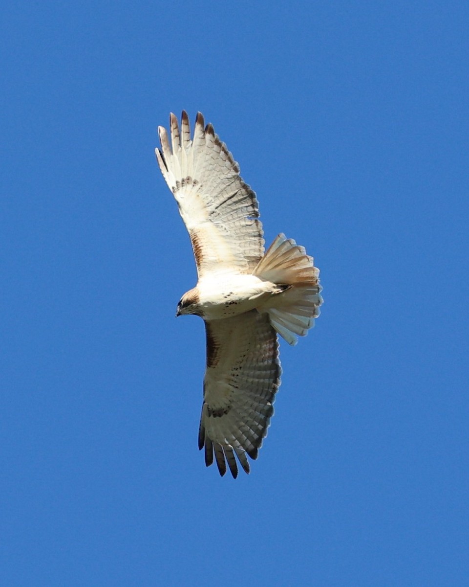 Red-tailed Hawk - ML399885511