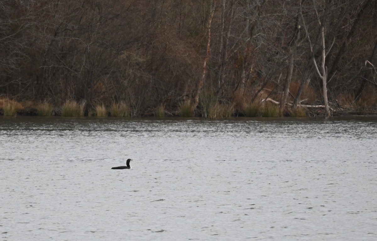 シロエリオオハム - ML399885581