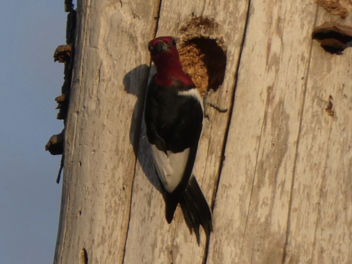 Red-headed Woodpecker - Noah Rokoske