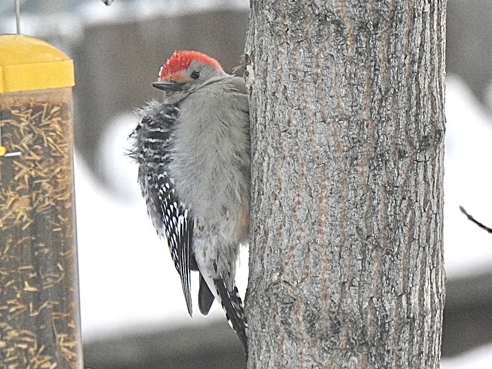 Red-bellied Woodpecker - ML399888461