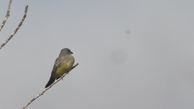 Cassin's Kingbird - ML399888491