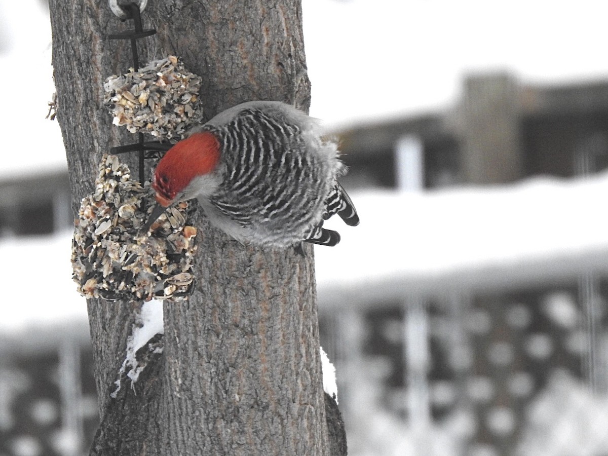 Red-bellied Woodpecker - ML399888501
