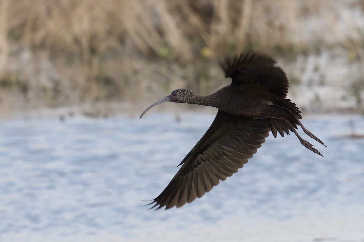 ibis americký - ML399893501
