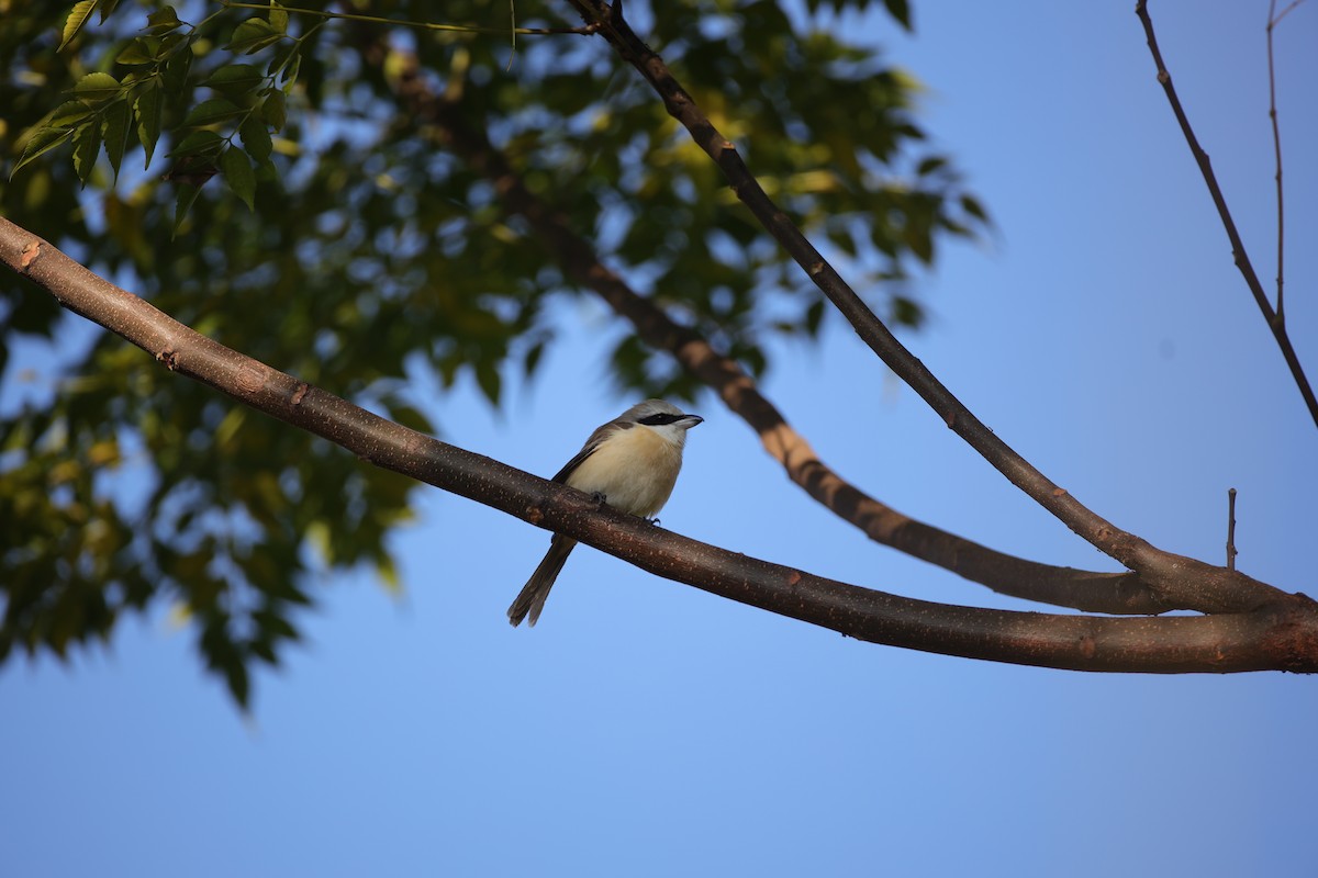 Brown Shrike - ML399893911