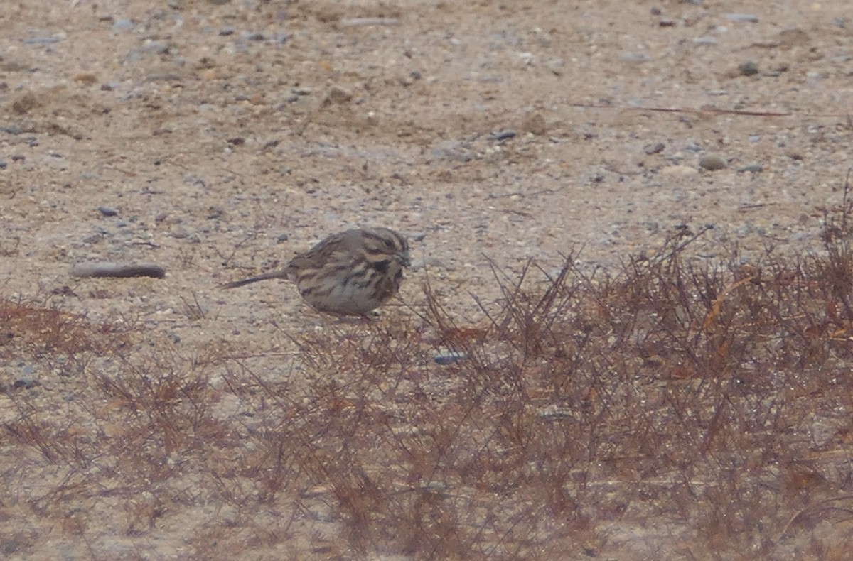 Song Sparrow - ML399895981