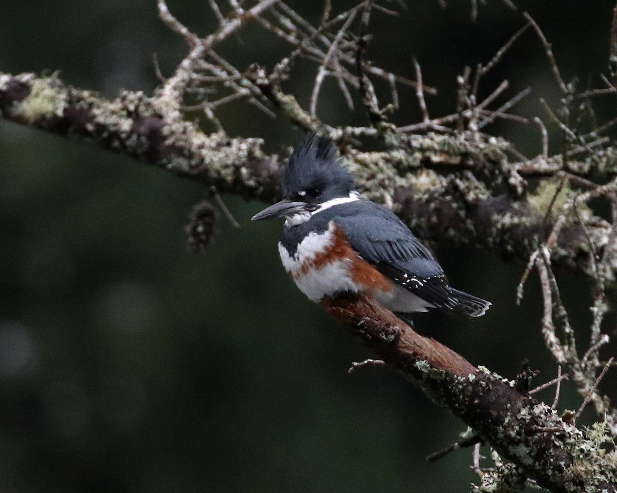 Belted Kingfisher - ML399896601