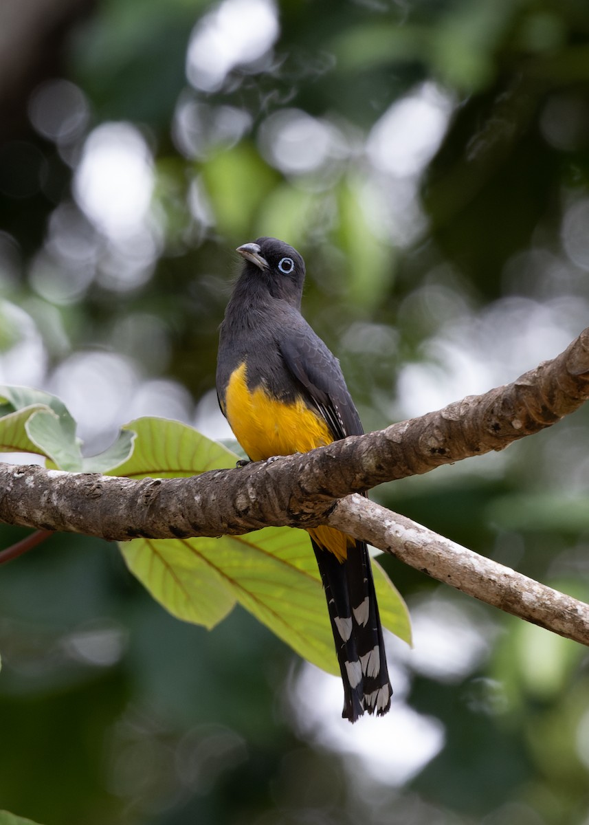 Black-headed Trogon - ML399898751