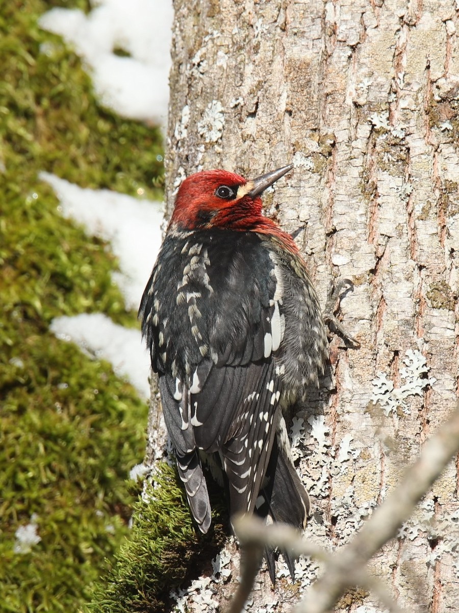 Red-breasted Sapsucker (ruber) - ML399899681