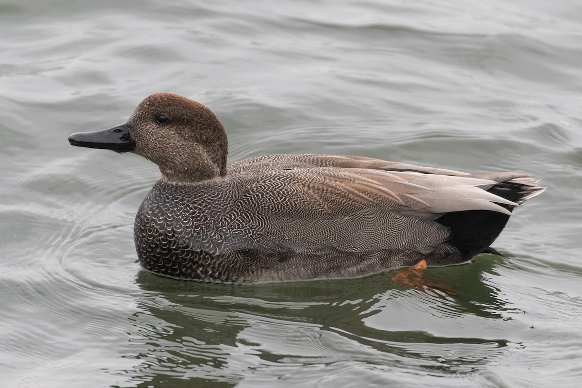 Gadwall - ML399899711