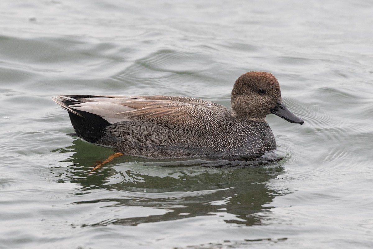 Gadwall - ML399899721