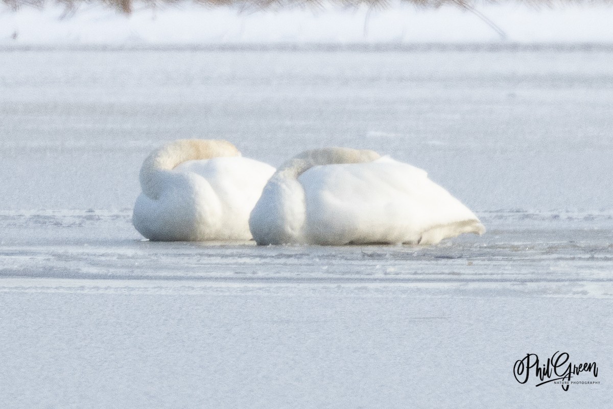 Trumpeter Swan - ML399899851