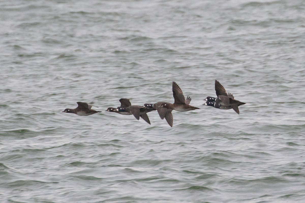 Harlequin Duck - ML399899941