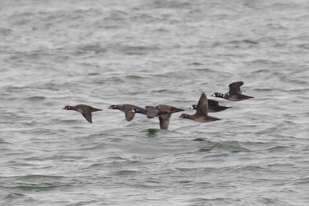 Harlequin Duck - ML399900121