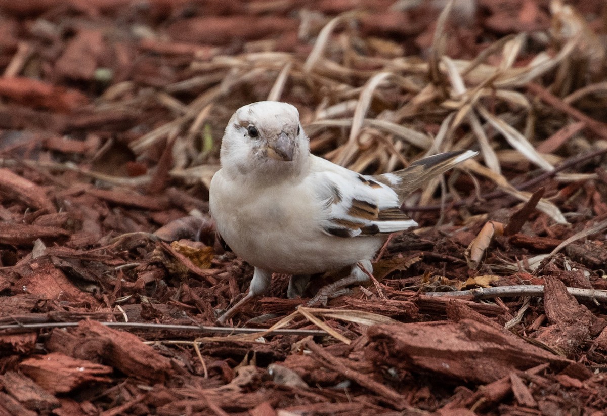 House Sparrow - ML399900131