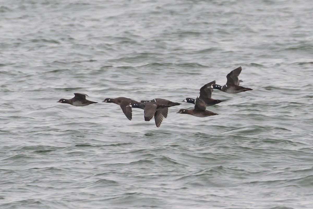 Harlequin Duck - ML399900141