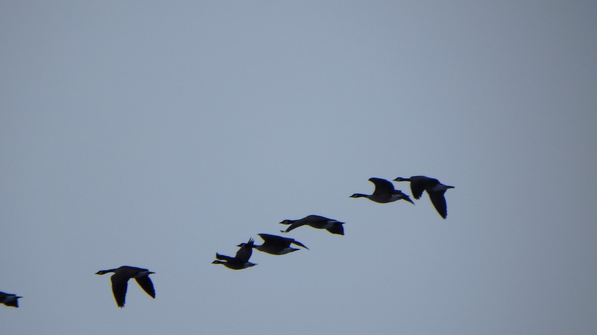 Canada Goose - Lauren Brock