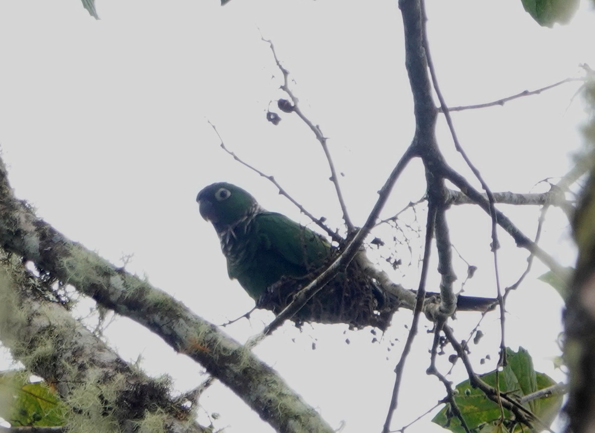 Maroon-tailed Parakeet - ML399903991