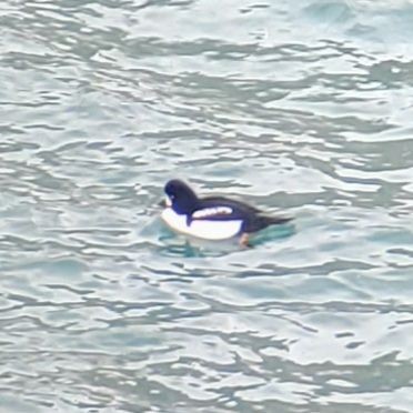 Barrow's Goldeneye - ML399904641