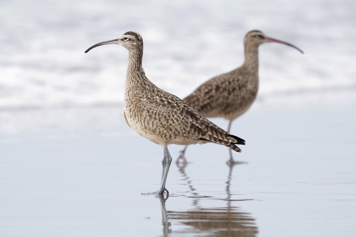 Whimbrel - Nathan Wall