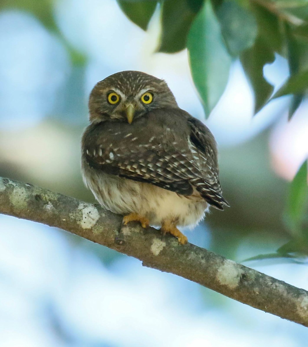 Ferruginous Pygmy-Owl - ML399906581