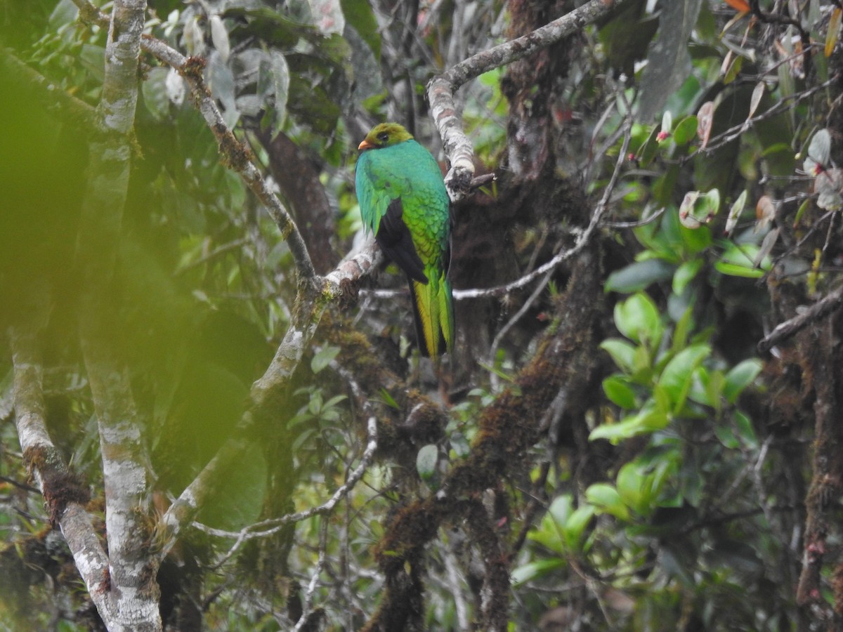 Golden-headed Quetzal - ML399907651