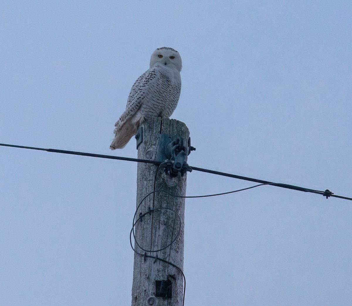 Snowy Owl - ML399907751