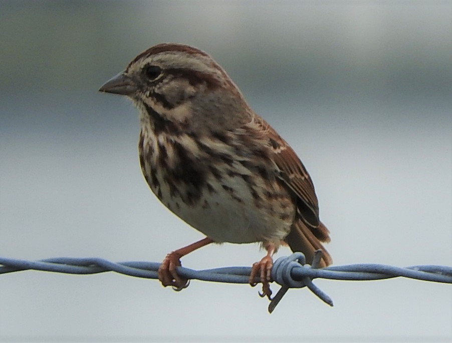 Song Sparrow - Mark Meunier