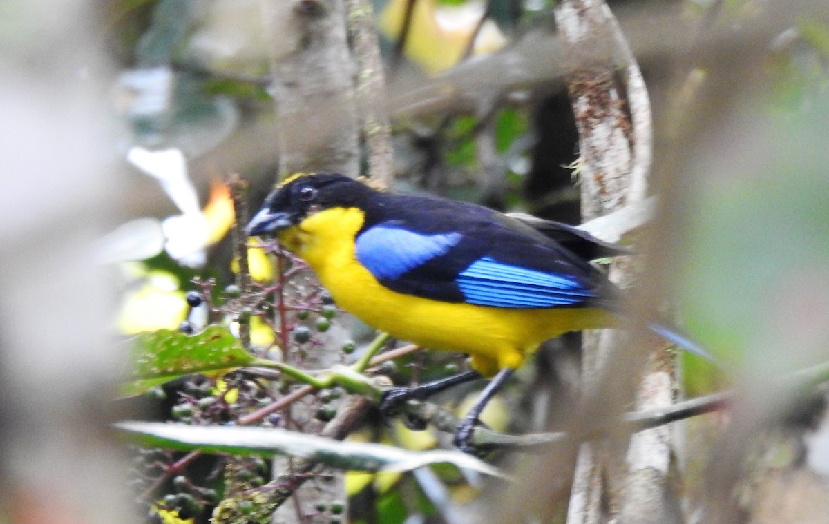 Blue-winged Mountain Tanager - ML399907931