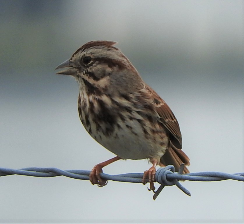 Song Sparrow - Mark Meunier