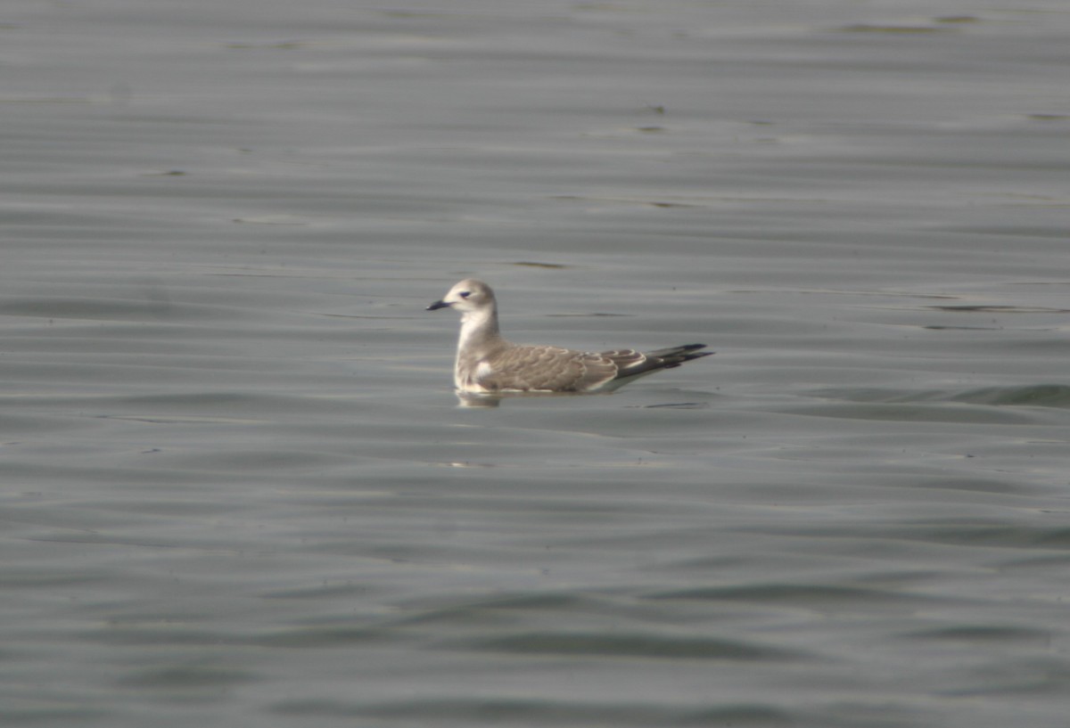 Sabine's Gull - ML399908901