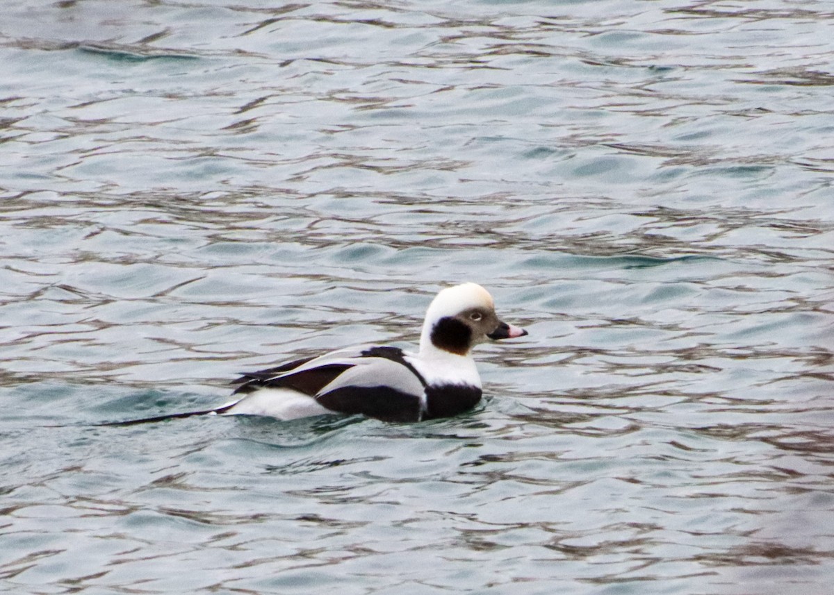 Long-tailed Duck - ML399909751