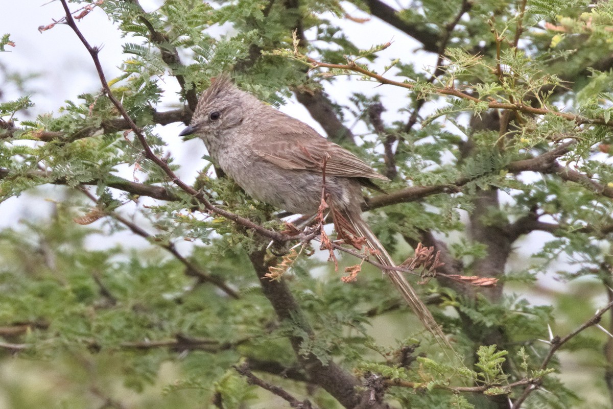 Tufted Tit-Spinetail - Darío Jung