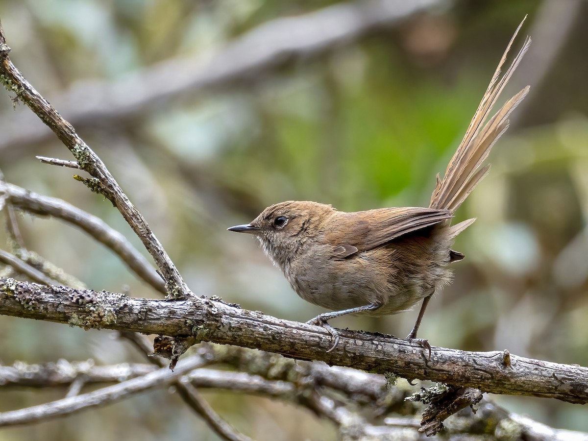 Mouse-colored Thistletail - ML399912001