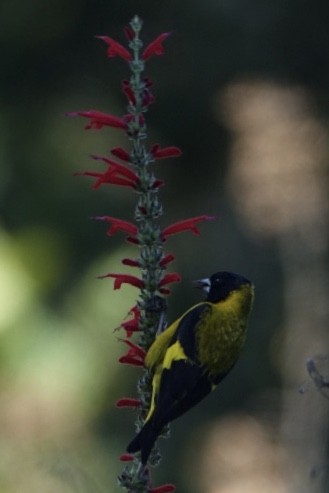 Black-headed Siskin - Craig Rasmussen