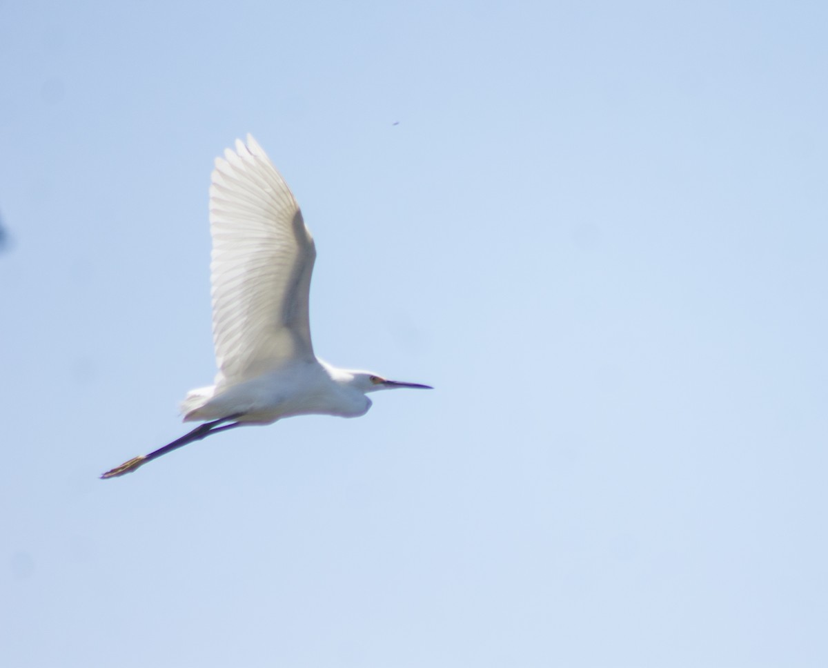 Snowy Egret - ML399913531