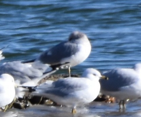 Short-billed Gull - ML399914141