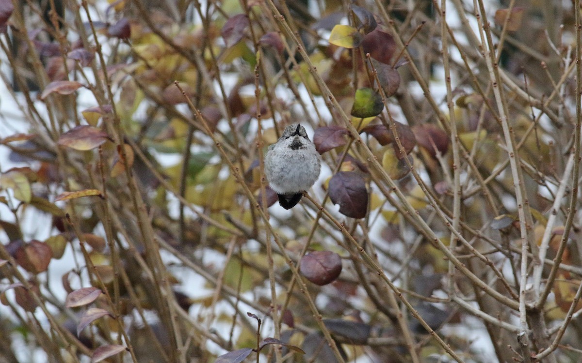 Anna's Hummingbird - ML399916041