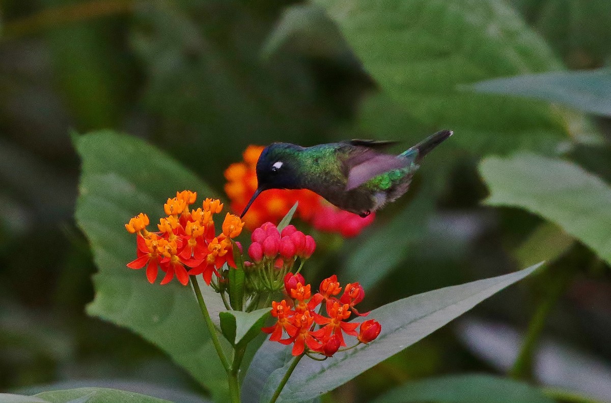 Violet-headed Hummingbird - Margareta Wieser