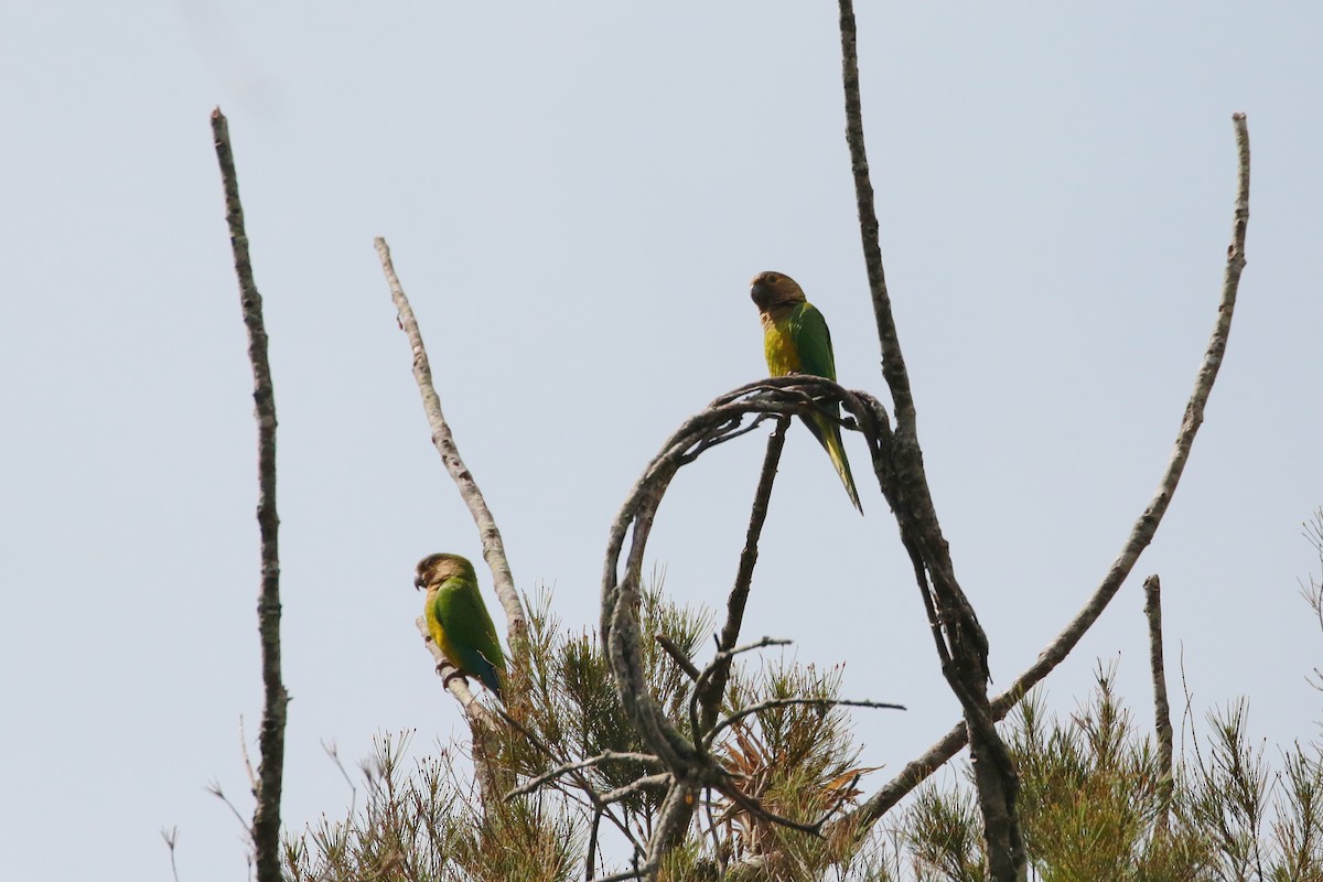 Brown-throated Parakeet - Margareta Wieser