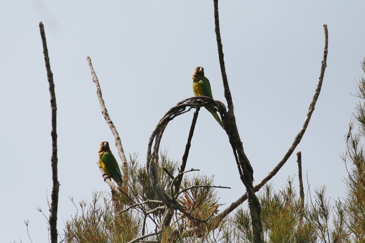 Aratinga Pertinaz - ML399917701